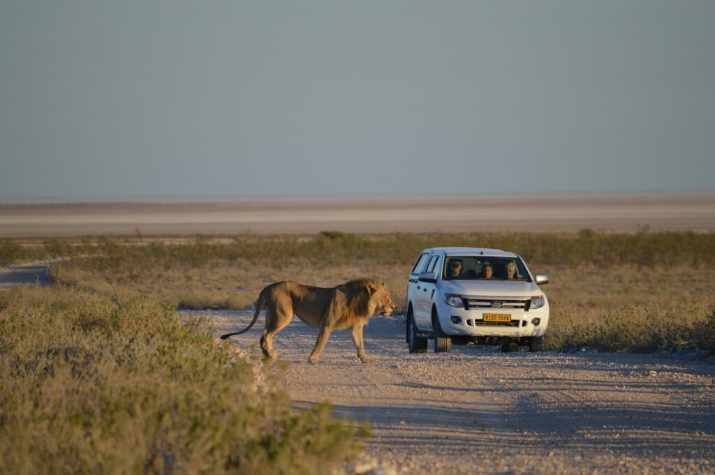 lion, africa, namibia-2011579.jpg