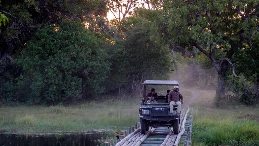 safari, africa, botswana-5028329.jpg