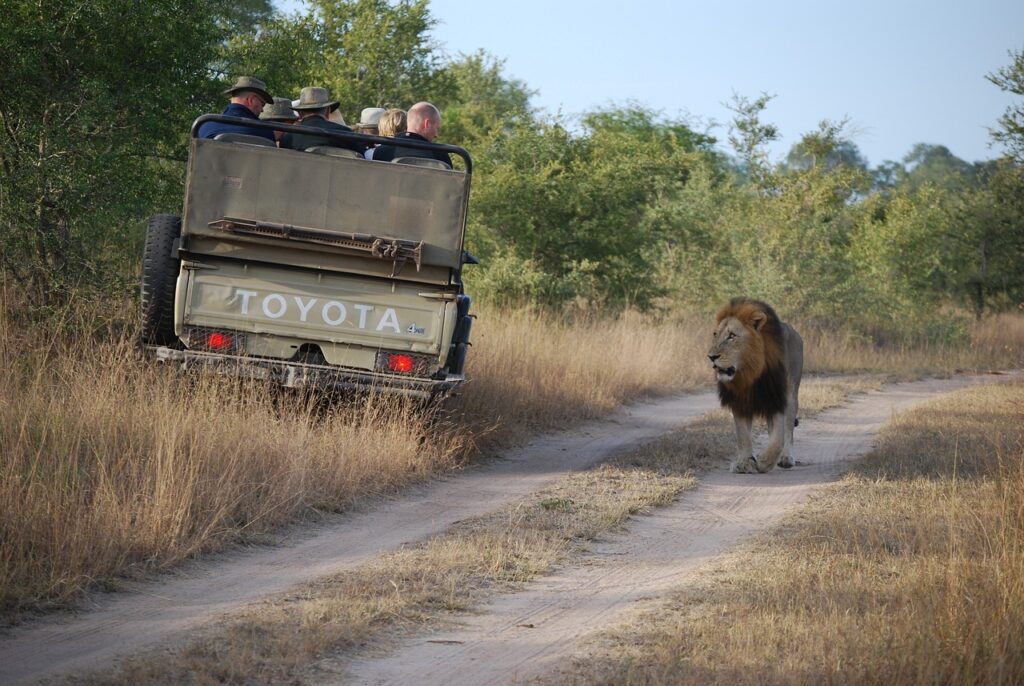 safari, lion, tourist-935927.jpg